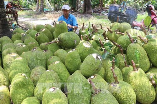 Mít Thái rớt giá, nông dân Đồng Tháp thua lỗ