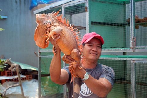 Nuôi loài rồng Nam Mỹ ăn chay, màu cực đẹp, dân chơi mê mẩn