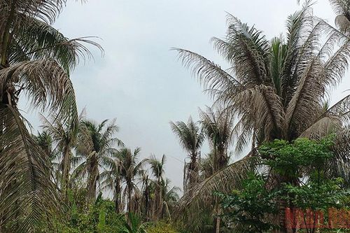 Bến Tre tập trung phòng trừ sâu đầu đen gây hại dừa