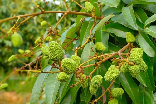 Vải thiều Bắc Giang trĩu quả, hứa hẹn vụ mùa bội thu