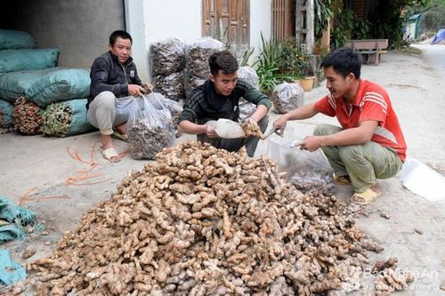 Gừng Kỳ Sơn thêm 'cay' và 'nóng'
