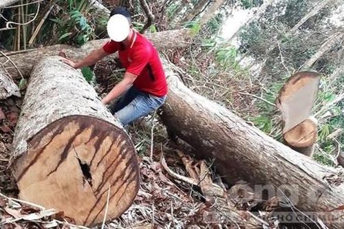 Điều tra vụ phá rừng nghiêm trọng ở H.Tu Mơ Rông, Kon Tum