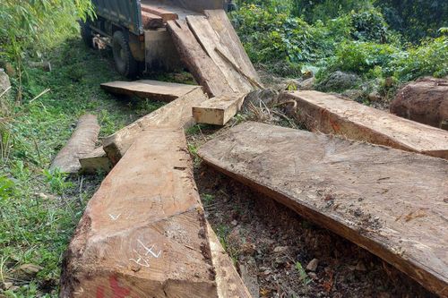 Nghệ An yêu cầu chấn chỉnh, xử lý nghiêm nạn chặt phá rừng