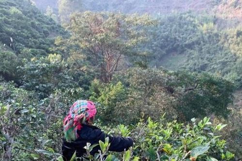 Bảo tồn và lưu giữ vị 'Chè Shan Tà Xùa'