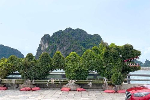 Vừa trưng bày đã bị chê xấu, cây hình rồng ở Hạ Long quay về vườn ươm