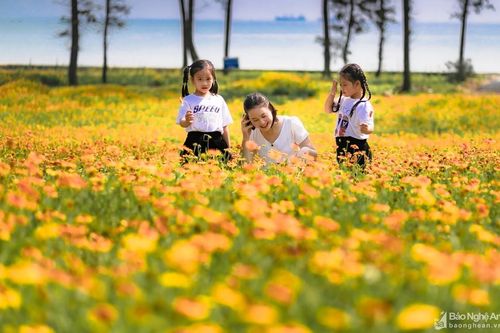 Rực rỡ sắc hoa cúc biển Cửa Lò