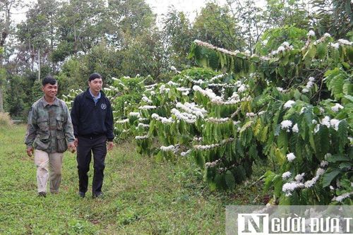 Đắk Lắk trải 'thảm đỏ' đón nhà đầu tư vào phát triển nông nghiệp