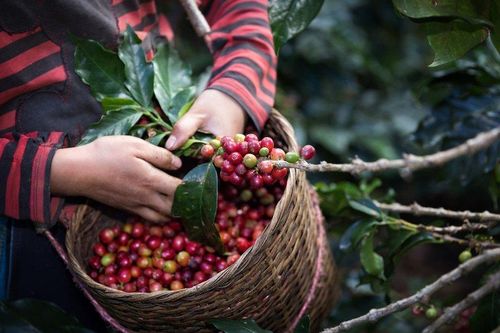 6 thách thức trên đường vươn ra thế giới của cà phê Việt Nam