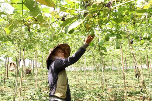 Đắk Lắk phát triển nông nghiệp bền vững, gắn với thị trường