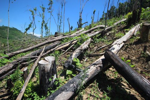 Quảng Nam: Giải trình vụ giảm 2.850 ha rừng tự nhiên