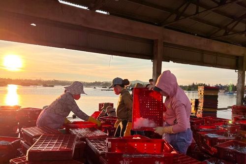 Những người dân không nghỉ lễ