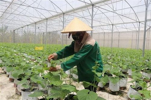 'Dấu chân' HTX nông nghiệp trên hành trình xanh