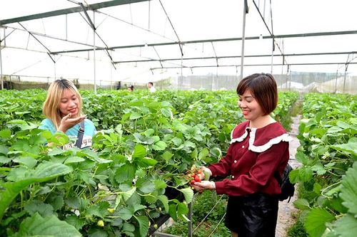 Nông nghiệp kết hợp du lịch ở Tây Bắc