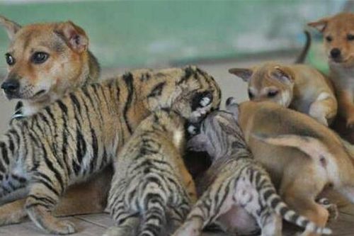 Đem 3 chú hổ về nhà nuôi, phản ứng của chó cưng khiến chủ bất ngờ