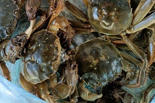 Loại cua chỉ có ở Bắc Giang, xưa giá siêu rẻ nay nửa triệu đồng/kg