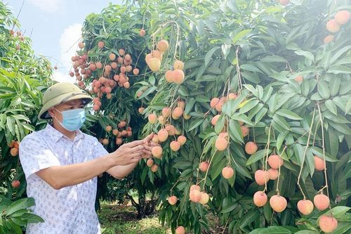 Quả vải thiều Bắc Giang sẵn sàng đến các thị trường mới