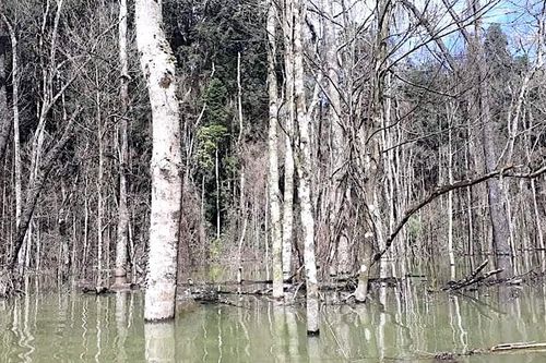 Thủy điện Thượng Kon Tum tích nước làm chết hơn 25ha rừng do đo đạc, kiểm tra thực tế thiếu chính xác