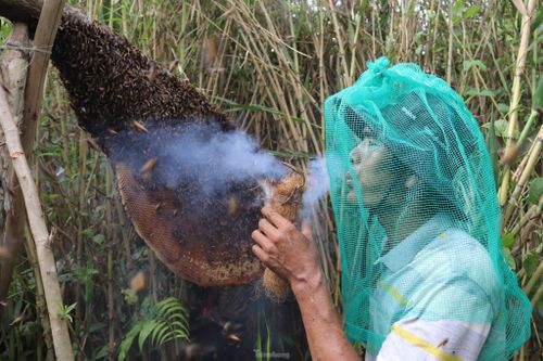 Theo chân thợ gác kèo ong ở 'vùng đất cuối trời'