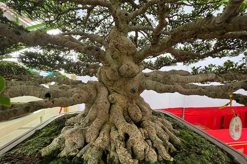 Ngắm những cây 'báu vật' tiền tỷ độc nhất hội ngộ ở miền Tây