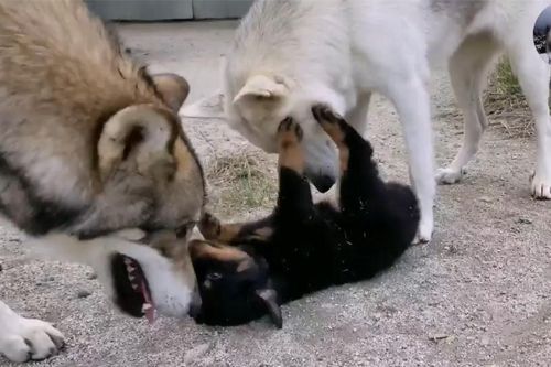 Chó Husky cậy to bắt nạt chó con, 1 năm sau cục diện thay đổi nhìn thấy đối phương là chạy