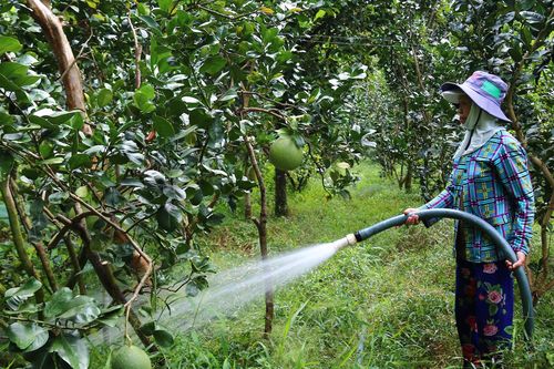 Sản xuất nông nghiệp ở ĐBSCL: Thích ứng linh hoạt với hạn mặn