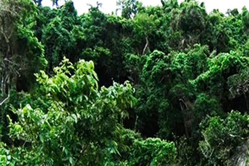 Hạt Kiểm lâm Ninh Hòa: Xin chủ trương đóng cửa hai trạm kiểm lâm