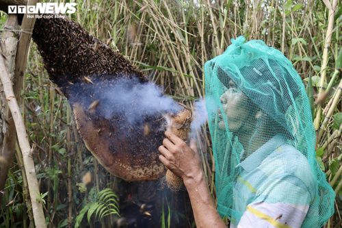 Theo chân thợ vào rừng U Minh Hạ bắt những tổ ong 'khổng lồ'