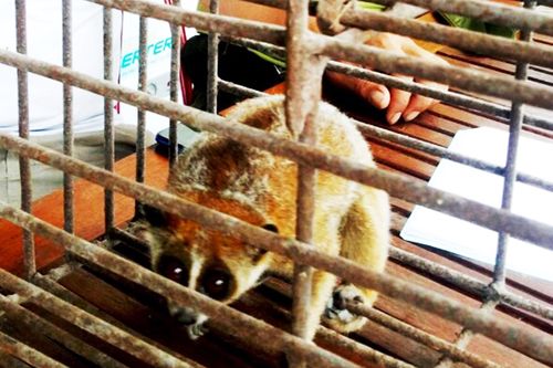 Bất ngờ về con vật có hình thù lạ đi lạc vào vườn dân tại Huế