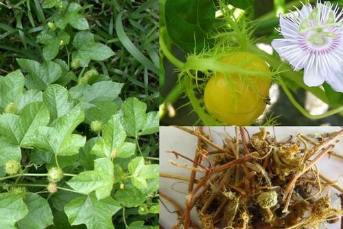 Vì sao cây lạc tiên mà người phụ nữ sống sót sau 7 ngày rơi xuống vực ăn được gọi là 'thần dược'?