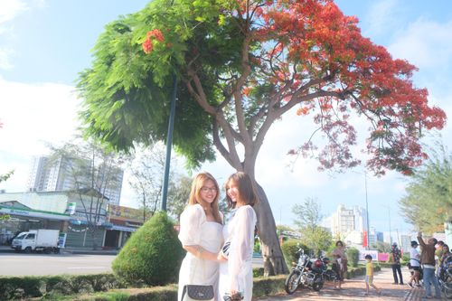 Chiêm ngưỡng cây phượng 'lạ' ở Vũng Tàu