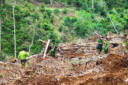 Lâm Đồng: Lý do thu hồi hơn 104ha đất của doanh nghiệp