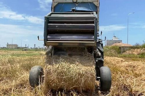 Nghề cuộn rơm kiếm bạc triệu mỗi ngày