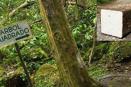 Thung lũng toàn cây có thân hình vuông kỳ lạ trong miệng núi lửa