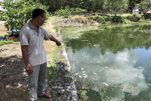 Bà Rịa - Vũng Tàu: Cá chết 'ngửa bụng' khi tiếp xúc nước suối Giao Kèo