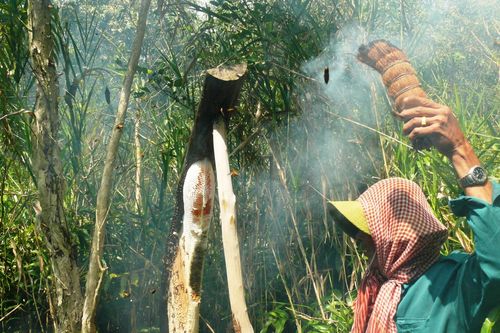 Về U Minh chiêm ngưỡng tổ ong, nồi lẩu mắm lớn nhất nước