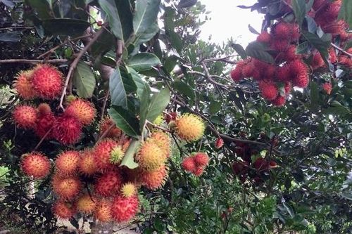 Cán bộ nông nghiệp sớm hình thành tư duy 'tiếp thị chính sách'