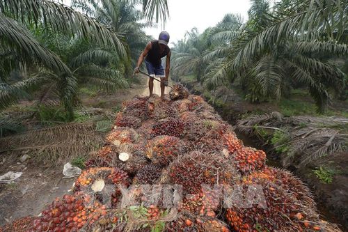 Nông dân Indonesia thiệt hại nặng do lệnh cấm xuất khẩu dầu cọ