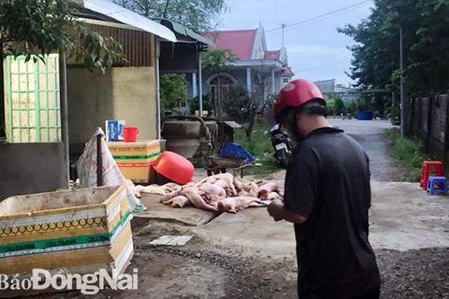 Ngăn chặn hơn 1 tấn thịt heo bẩn ra thị trường