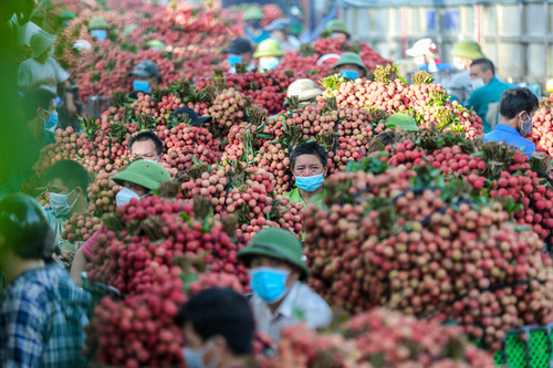 Tiêu thụ vải thiều năm 2022: Coi trọng khai thác tối đa thị trường trong nước