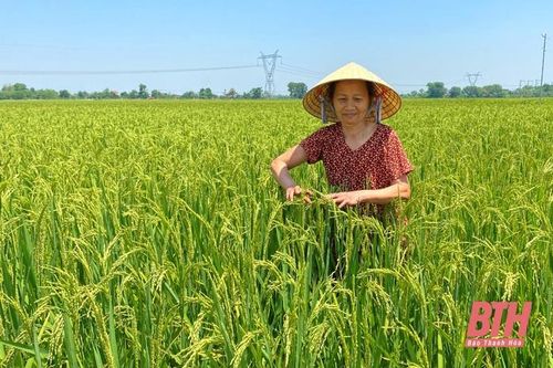 Hiệu quả cánh đồng sử dụng 1 giống lúa