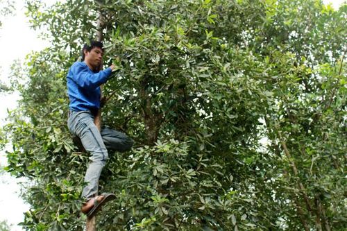 Khuyến công Lạng Sơn: Tăng vị thế cây quế, cây hồi