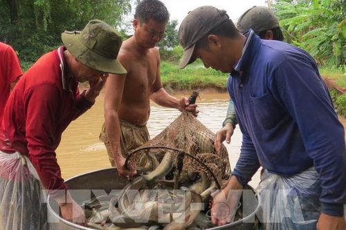 Giá thức ăn thủy sản tăng cao, người nuôi cá lóc thua lỗ