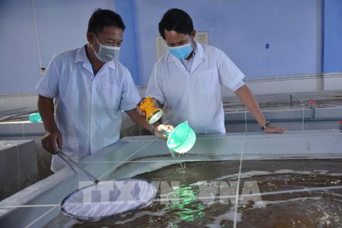 Ứng dụng công nghệ cao trong phát triển nguồn giống thủy sản