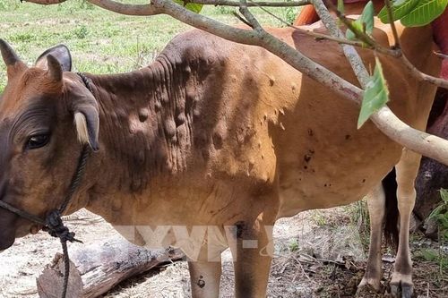 Khẩn trương kiểm soát, ngăn chặn các ổ dịch bệnh viêm da nổi cục