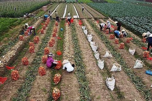 Hà Nội: Hàng chục nghìn hộ nông dân được vay vốn ưu đãi