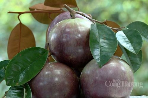 Vú sữa tím tứ quý: Trái độc lạ cho giá trị cao