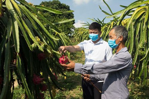 Nghịch lý giá nông sản