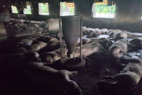 Một hộ chăn nuôi thiệt hại hơn 2 tỷ đồng do sét đánh