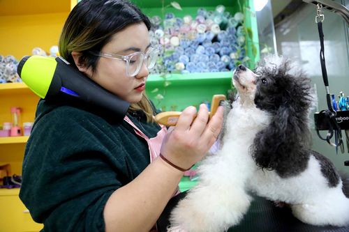 Bùng nổ ngành công nghiệp vật nuôi ở Trung Quốc