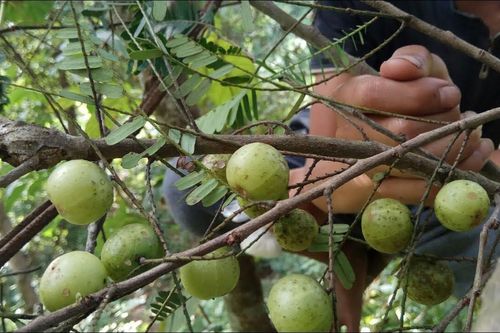 Nghiên cứu mới nhất: Công dụng tuyệt vời của loài quả dại mọc khắp nơi